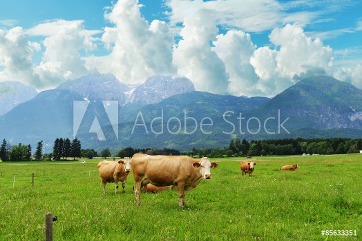 Picture of  herd of cows